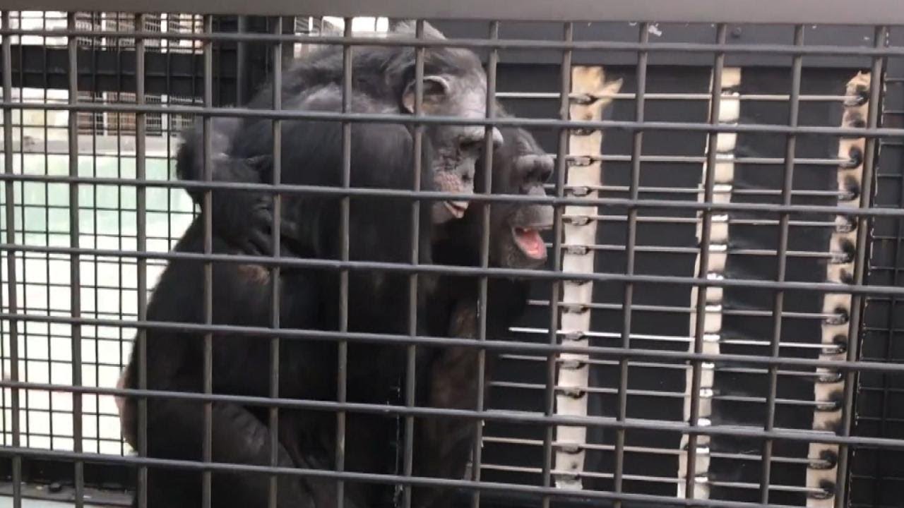 Rescued Lab Chimps Hug and Smile as They Venture Outside for the First Time