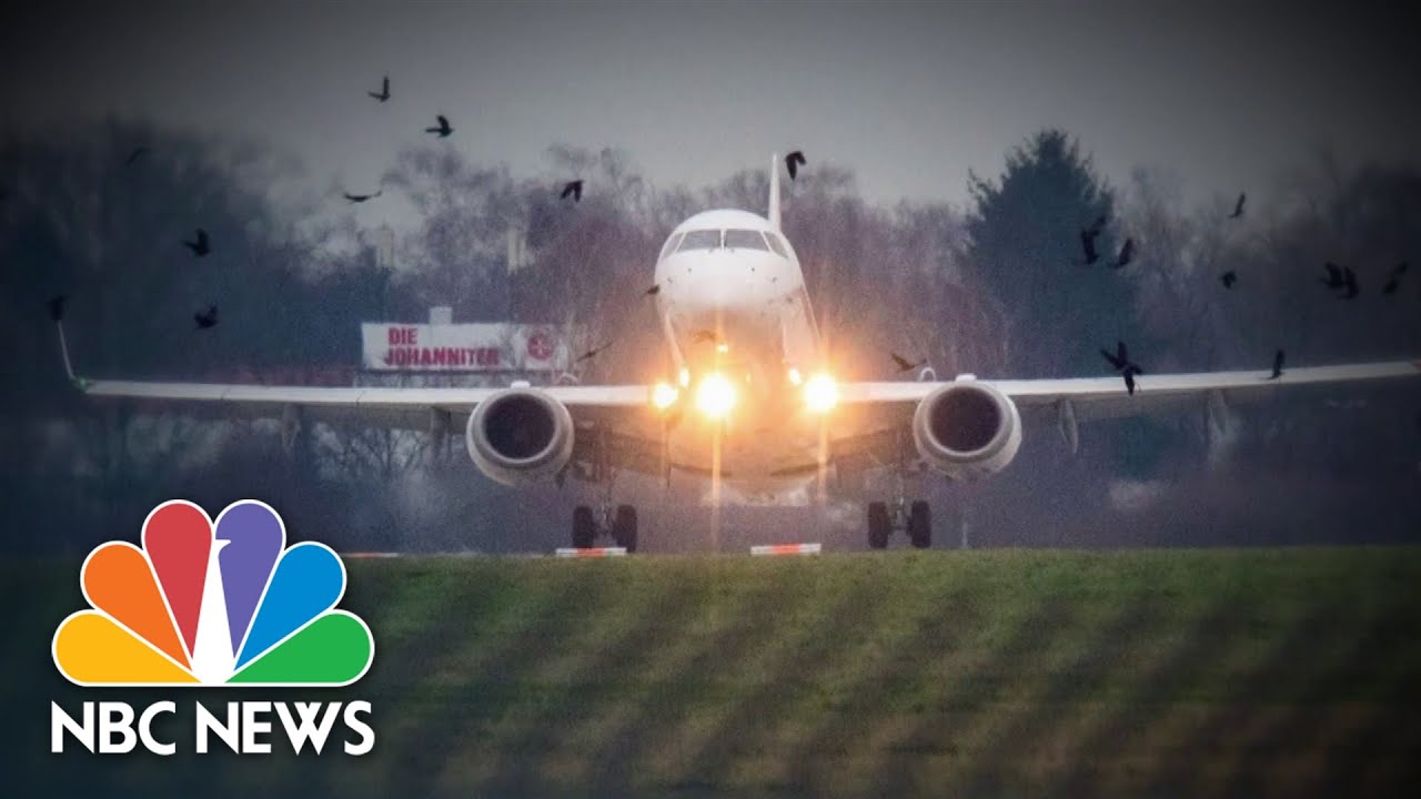 Plane engine catches on fire after striking flock of geese
