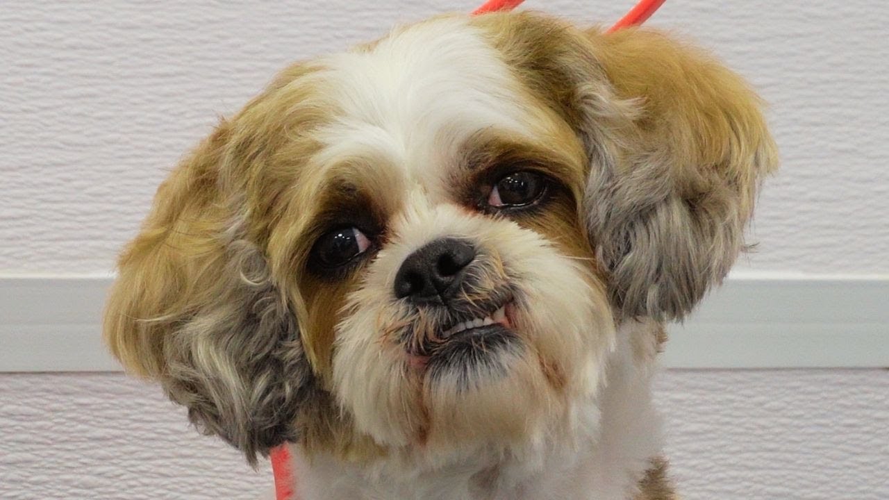 Vicious Shih Tzu groomers refuse to work on