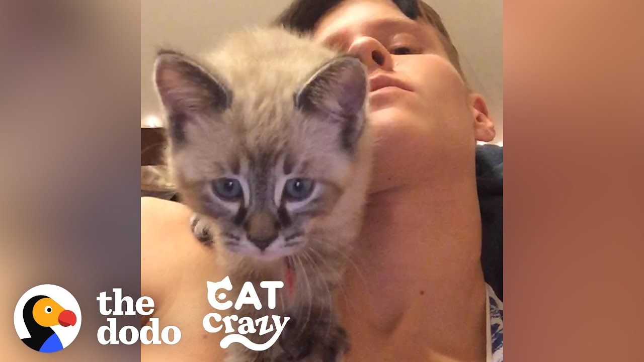 Cat Is So Clingy With His Dad  | The Dodo Cat Crazy