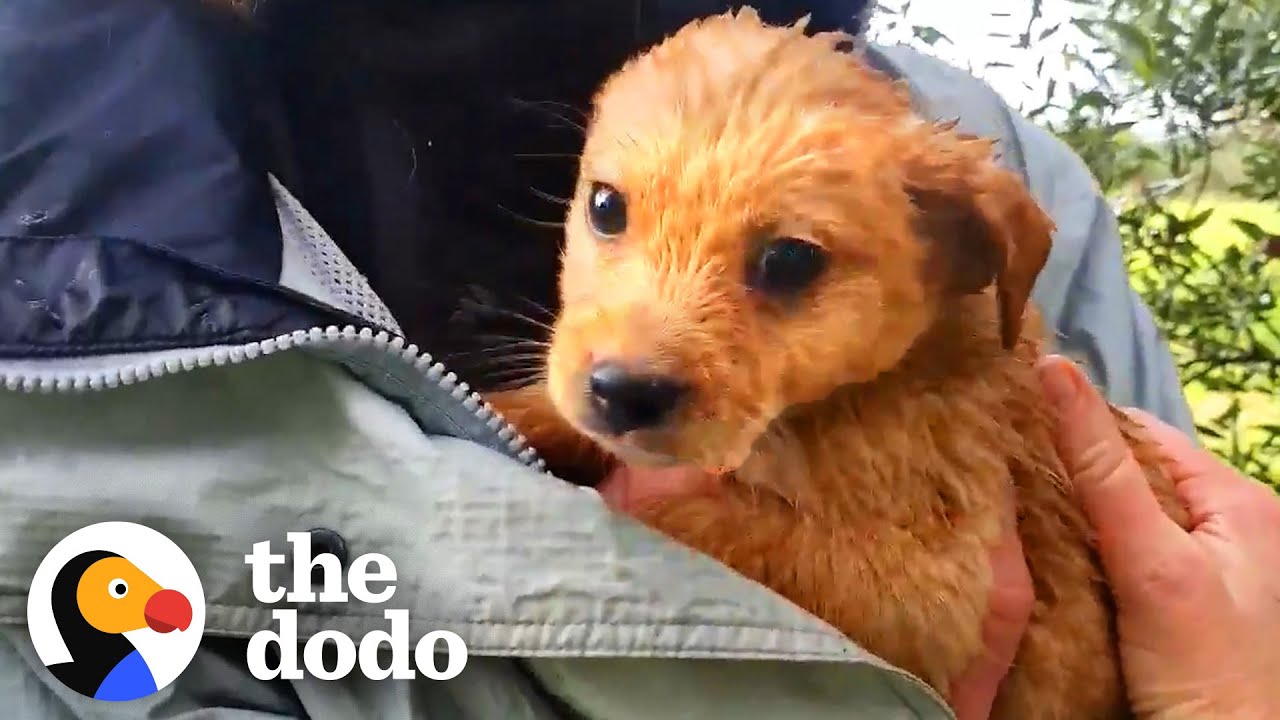Abandoned Puppies Are All Grown Up And Looking For Their Forever Homes | The Dodo