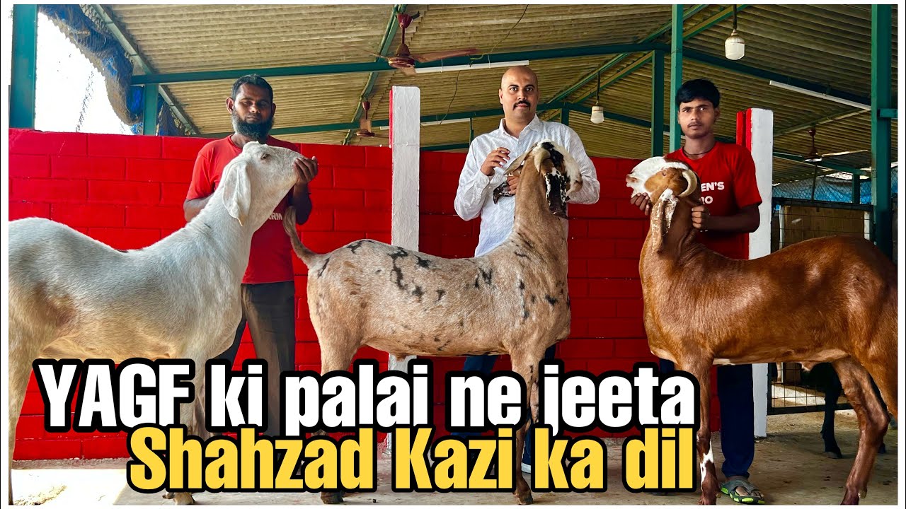 Shahzad Kazi Ke Top Quality Khassi Bakre at Yateen’s Agro & Goat Farm Mahapoli