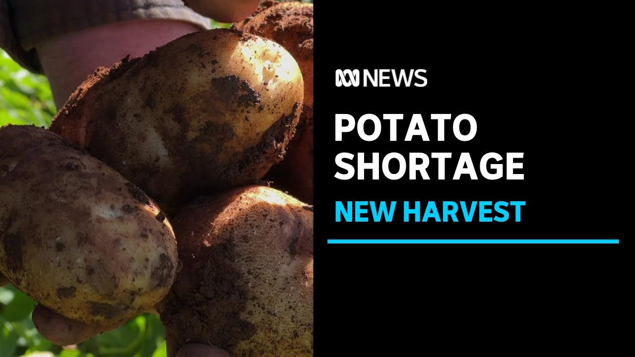 Potato harvest begins but hot chips may still be in short supply | ABC News