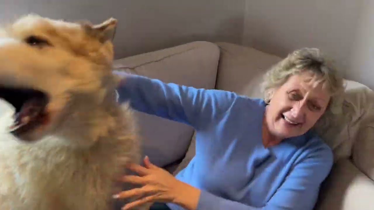 Giant Wolves Reunited With Their Grandma Again!! They Go Crazy! (Cutest Ever!!)