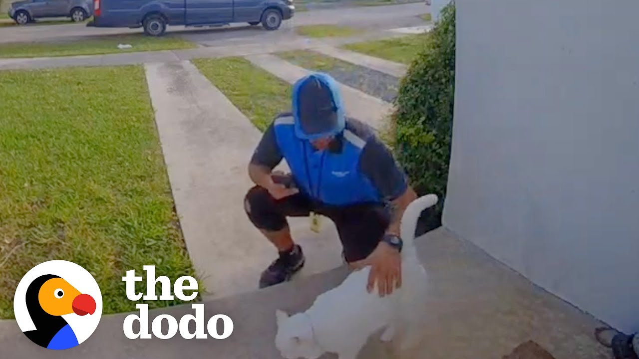 Cat Caught Greeting Delivery Drivers On Camera | The Dodo Cat Crazy