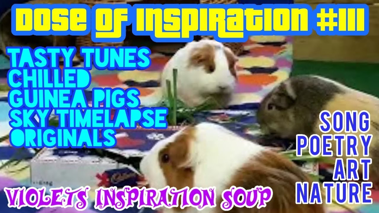 Chilled Tasty Tunes 3 DOSE OF INSPIRATION #111 Fave  Songs / Guinea Pigs Sky Timelapse Originals Art