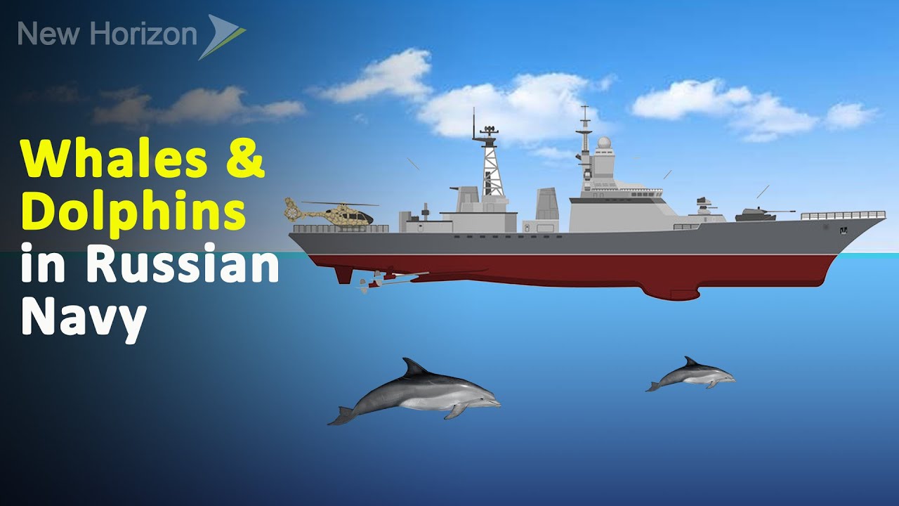 Marine Mammals in Military – Whales & Dolphins in Navy