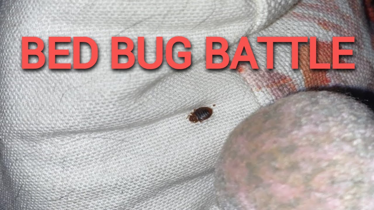 Battle over bed bugs at Yacht Club