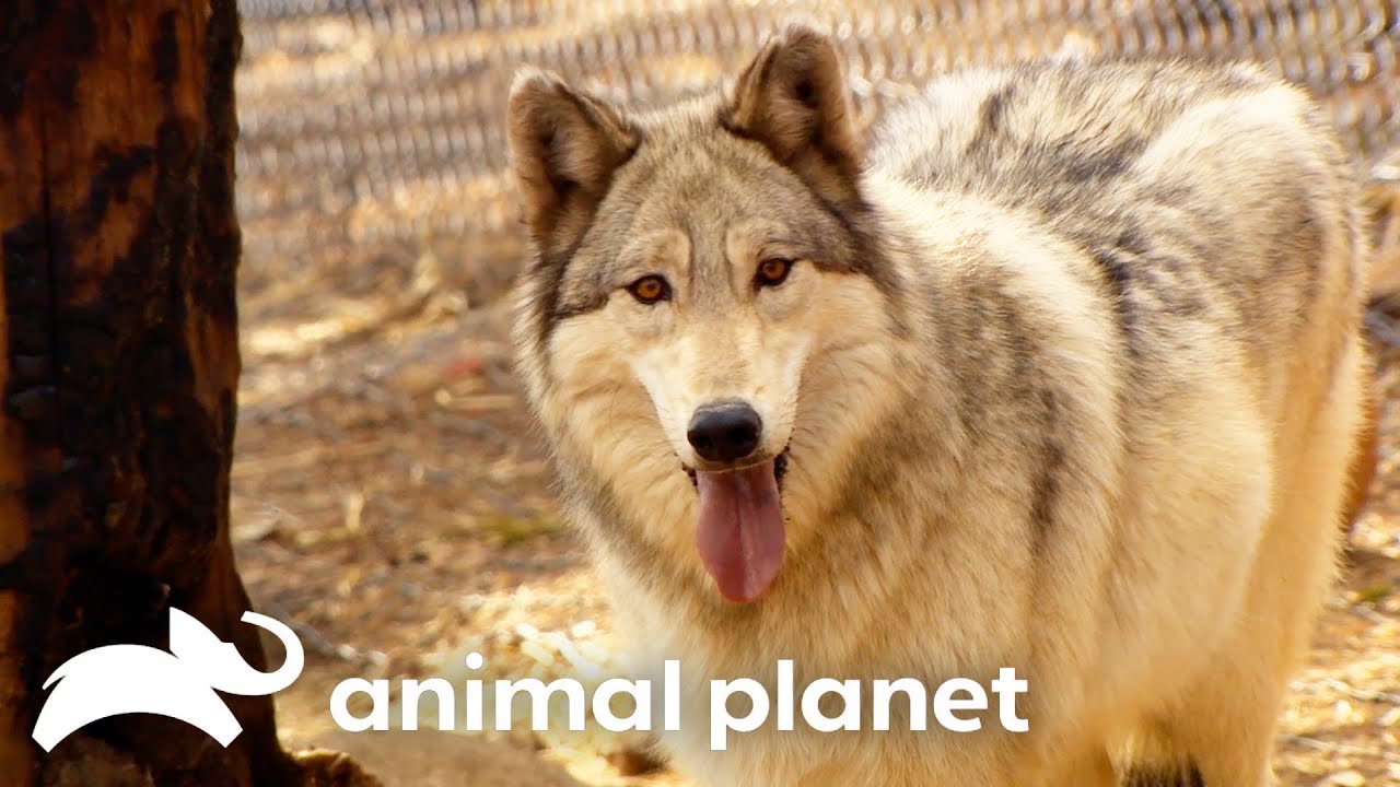 Jeff Neuters Several Wolf Hybrids! | Dr. Jeff: Rocky Mountain Vet | Animal Planet