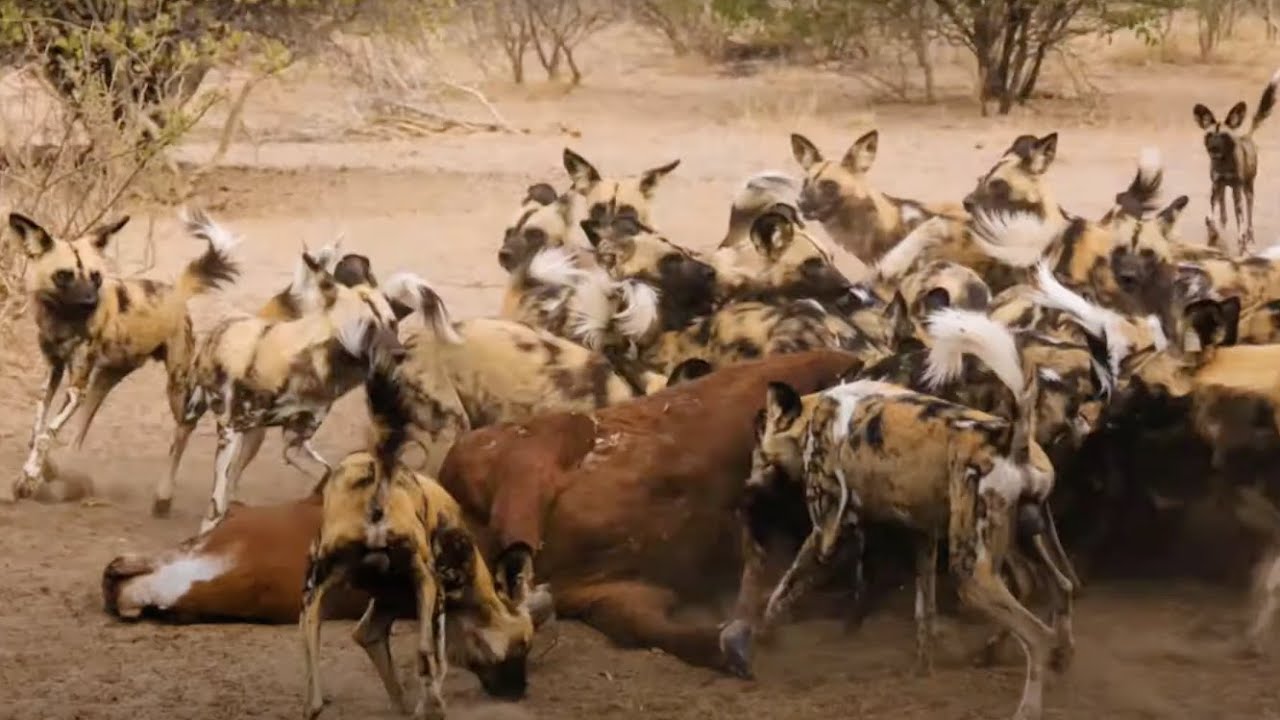 FEEDING FRENZY: African Wild Dogs devour a cow in 10 minutes