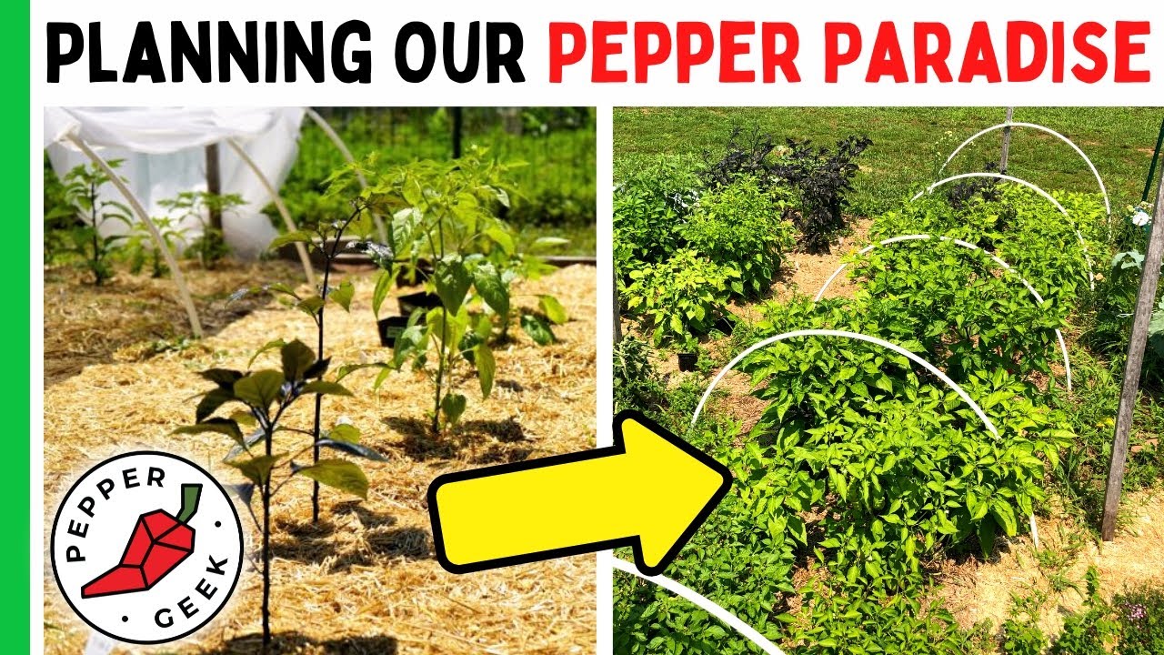 Planning Our Pepper Paradise - Our Process - Pepper Geek