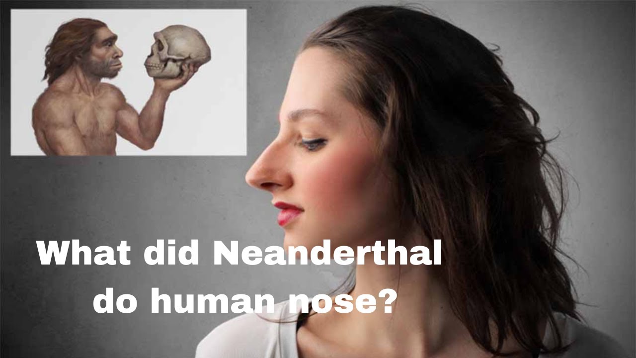 What did Neanderthal do human nose? #science #sciencefacts #scienceandtechnology #humanevolution