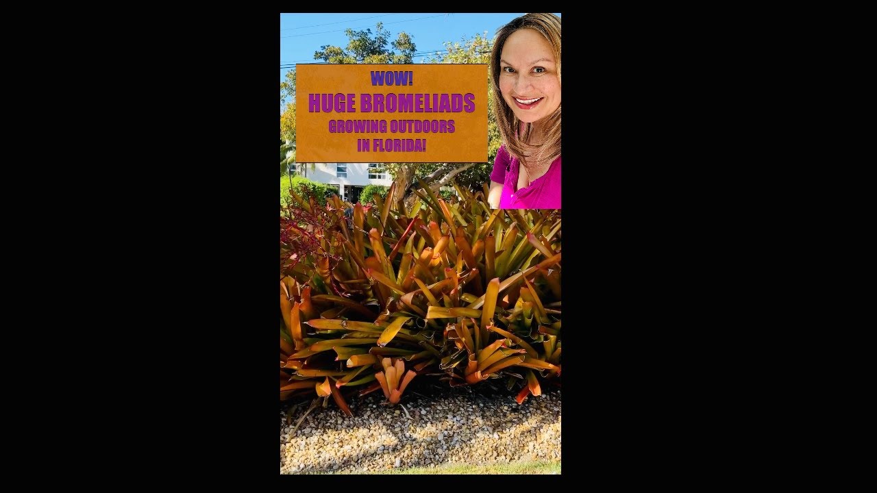 BROMELIAD GARDENS Huge Bromeliads Growing in the Ground- Florida! (Gardening Shorts) Shirley Bovshow