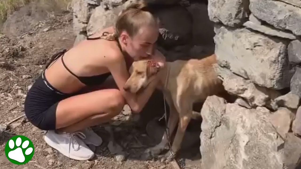 Hiking woman finds abandoned dog in the mountains