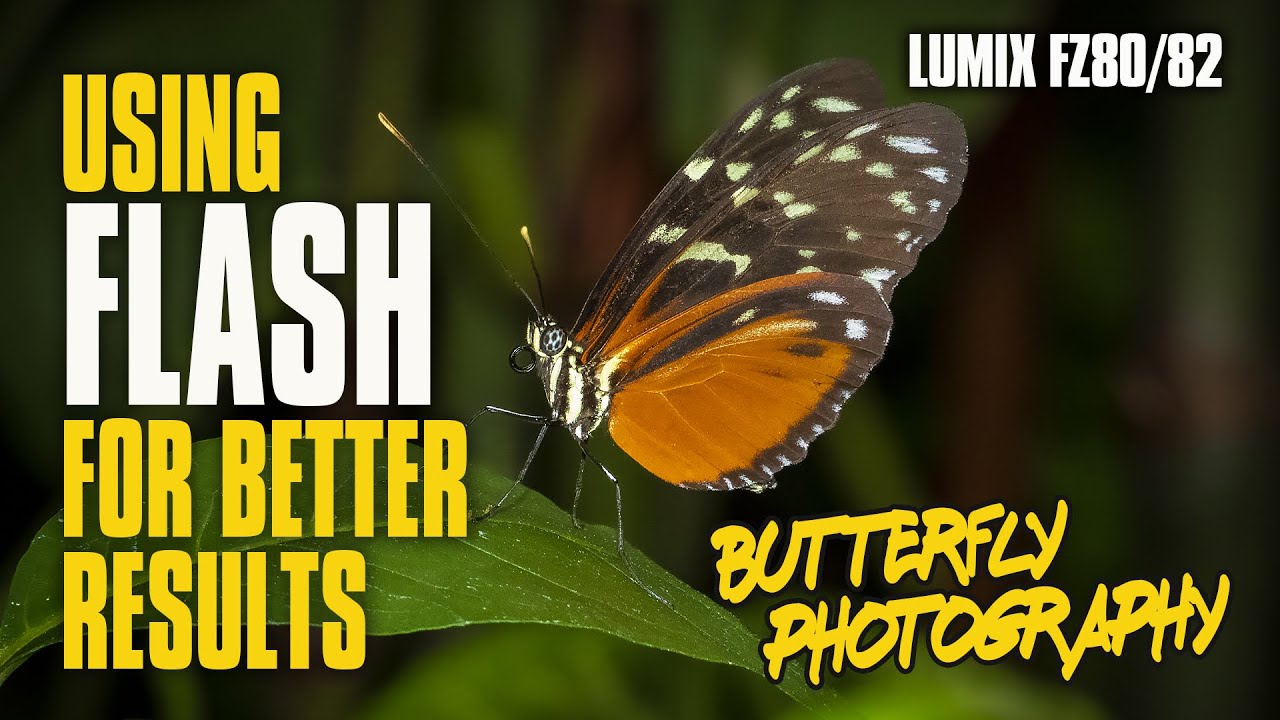 Using FLASH in Butterfly Photography | Lumix FZ80/82