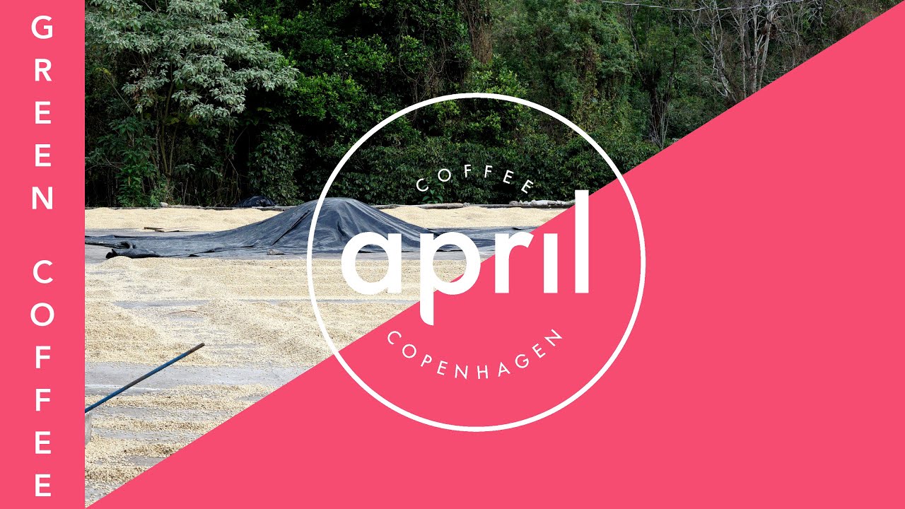 How and Why We Trade Green Coffee | Coffee with April #262