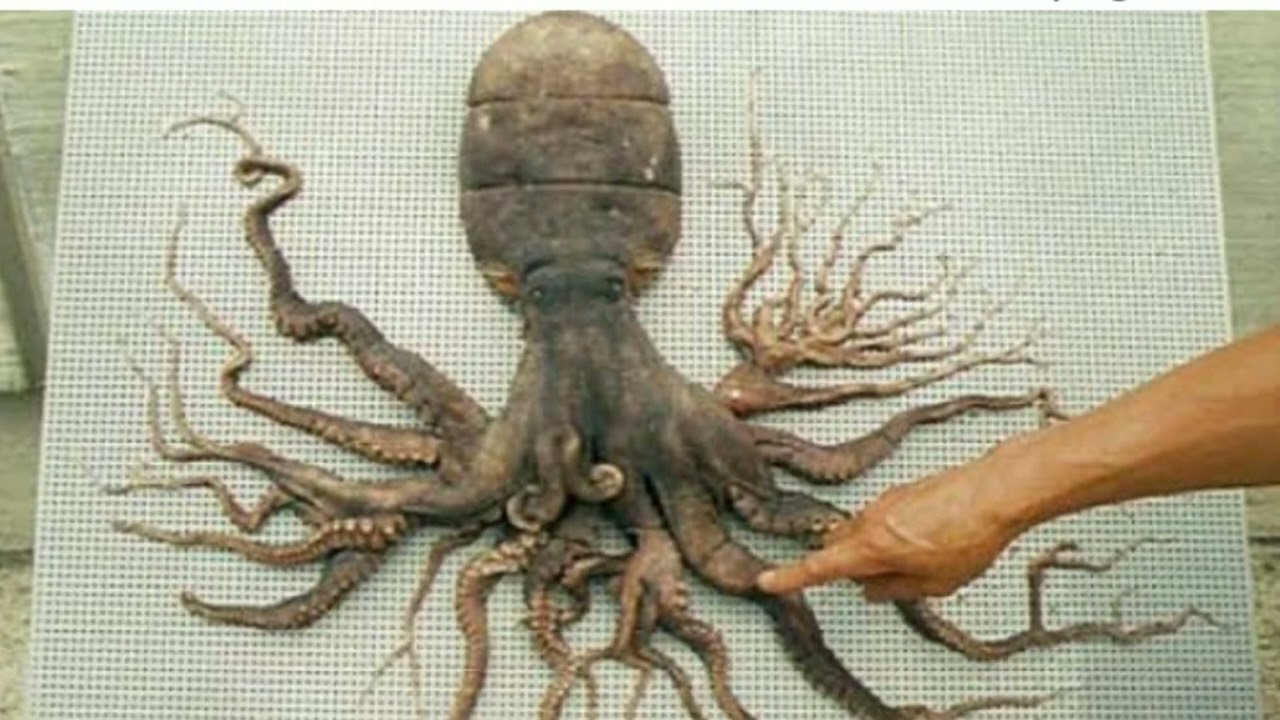 SCIENCE TRIVIA: OCTUPOS with 96 Tentacles - EXPLAINED ‼️