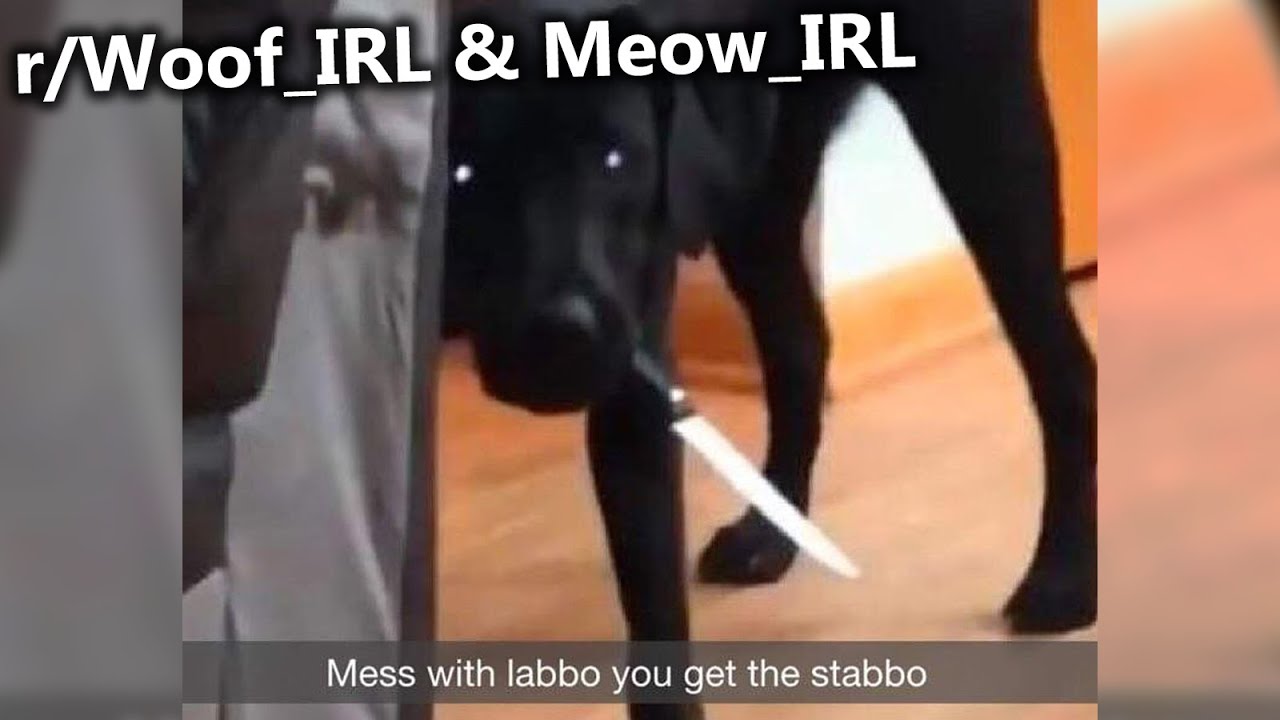Dog and Cat memes to relate to (Woof_IRL & Meow_IRL)