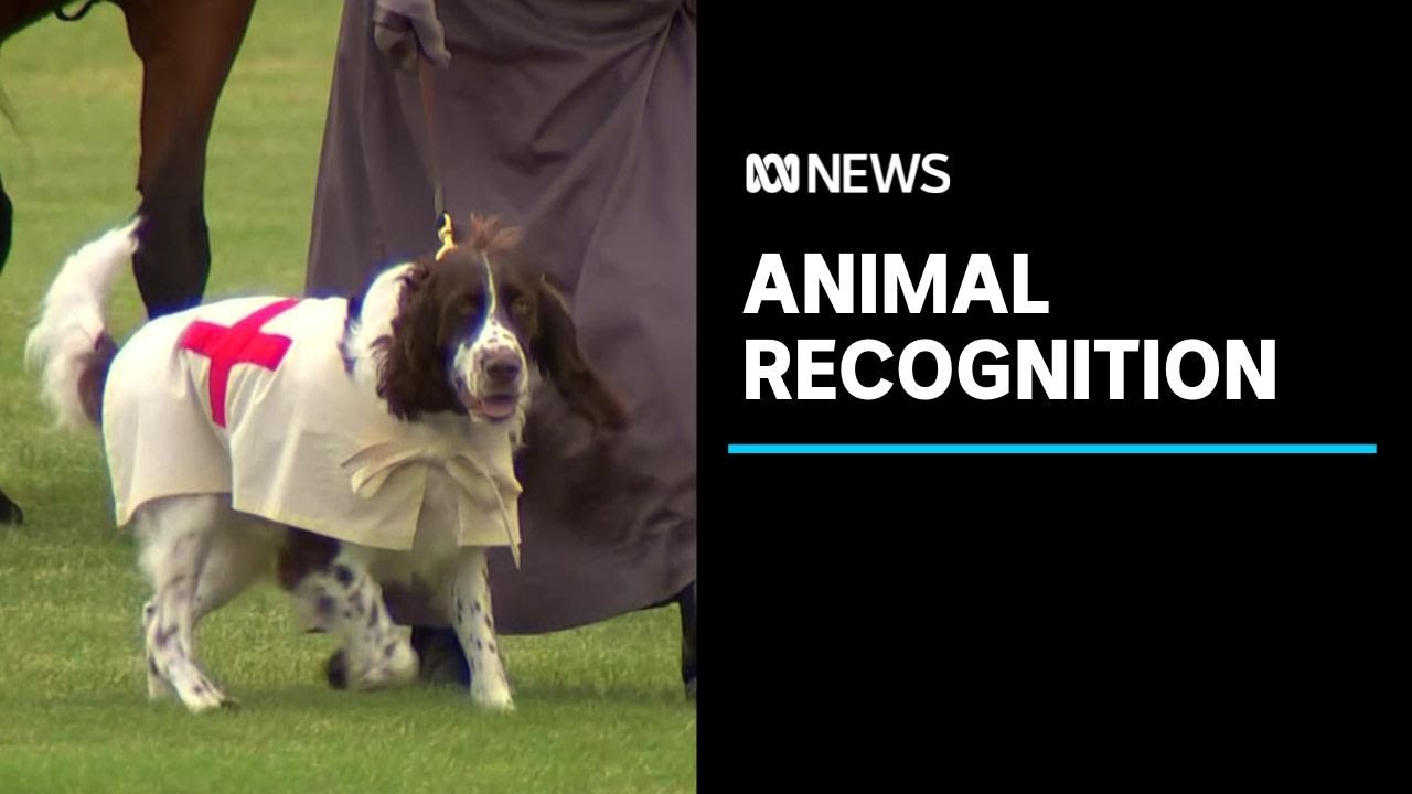 Calls for recognition of Australia's war animals, including a pension for dogs who served | ABC News