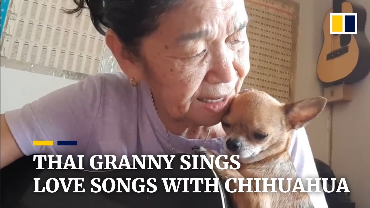 Thai granny sings love songs with chihuahua, becomes internet star
