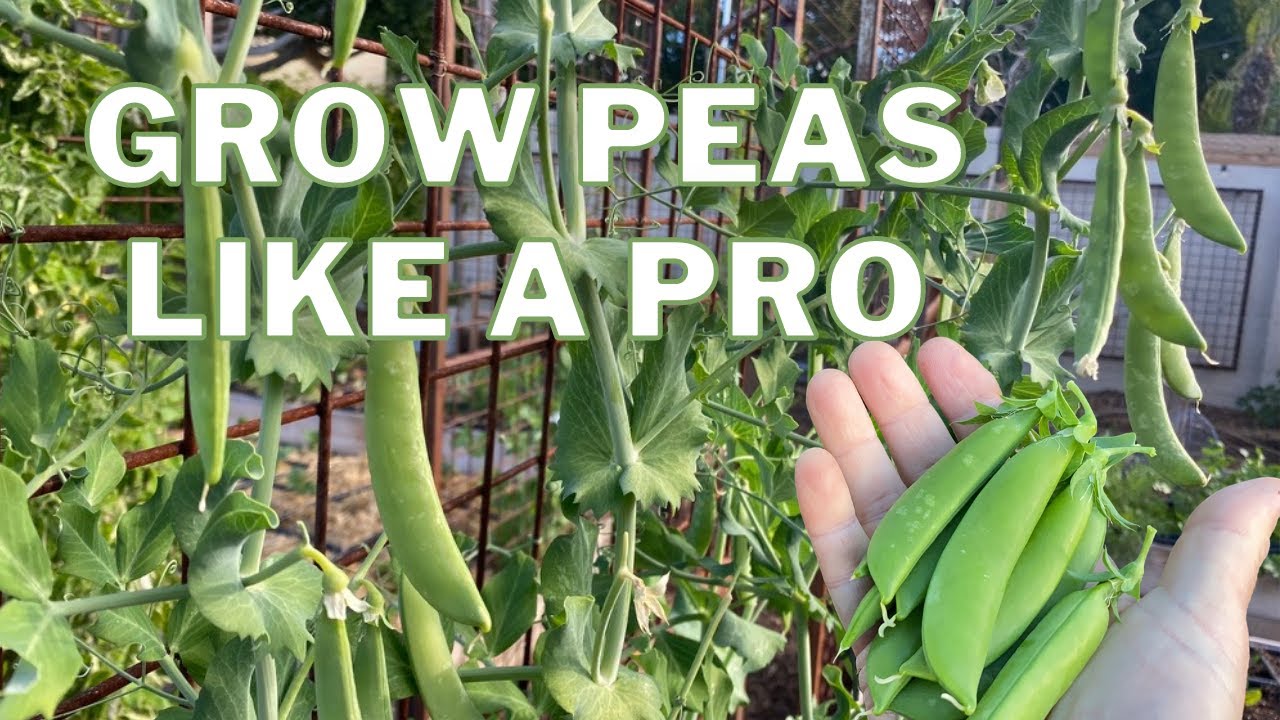 Grow PEAS like a PRO: The Ultimate Guide
