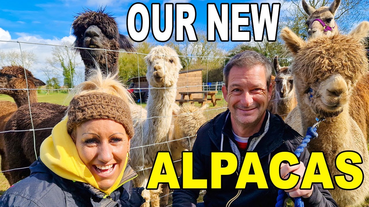 EVERYONE Needs To Have An Alpaca Day!