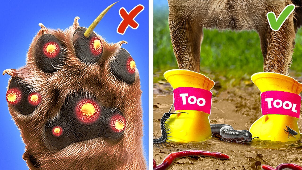 Save Those Little Paws!🥺🐶 Best Hacks for Dog Lovers