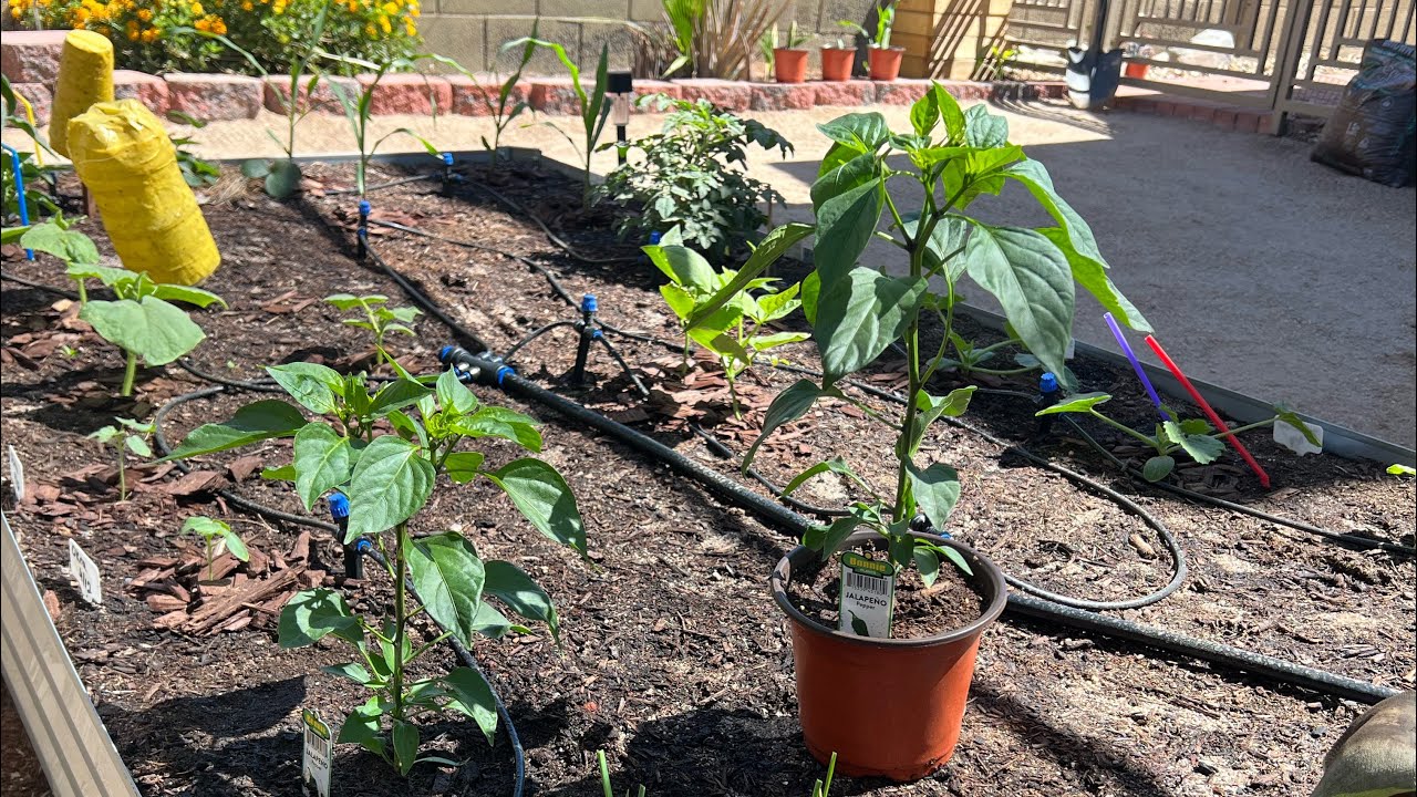 Transplanting pepper plants 🌶️ 🫑