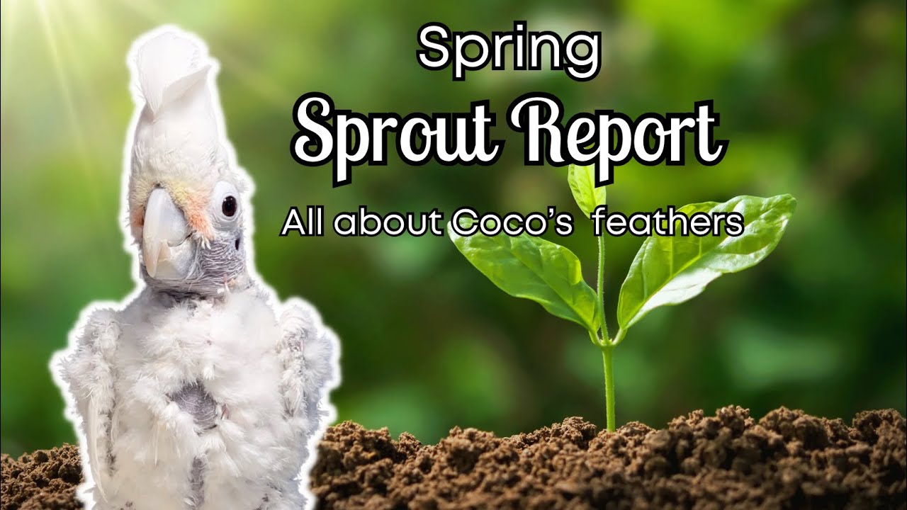 Coco's Spring Sprouts: A Look at Her New Feathers 🌱🪶🌱 (Cockatoo feather barbering and plucking)