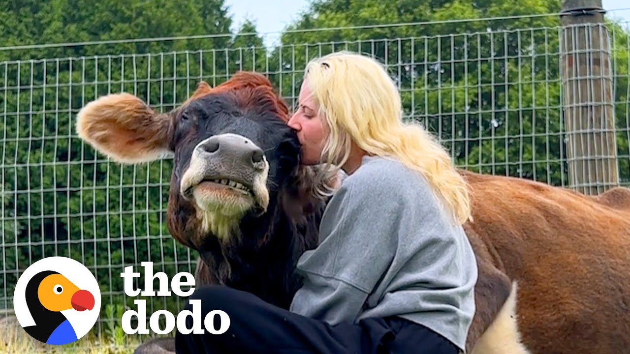 19-Year-Old Blind Cow Loves To Hug Her Dad | The Dodo