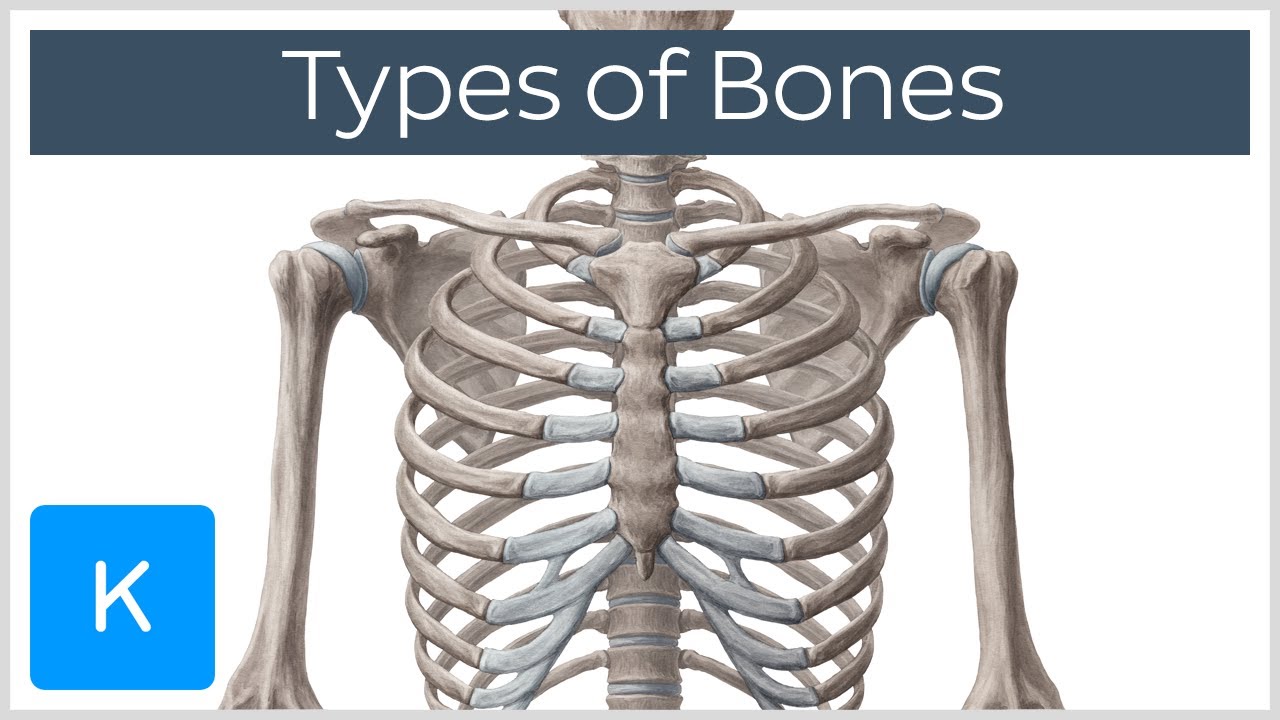 Types of bones in the human skeleton - Human Anatomy | Kenhub