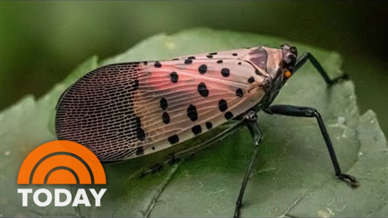 What To Do If You Come Across A Spotted Lanternfly