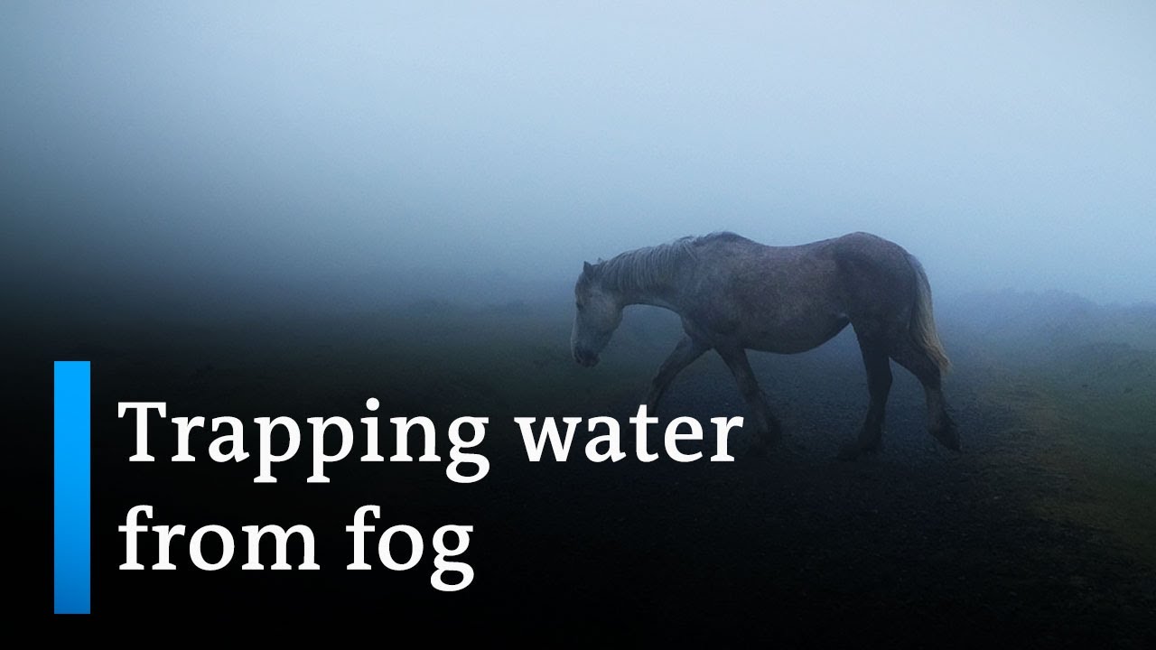 Capturing water from fog in Spain | Focus on Europe