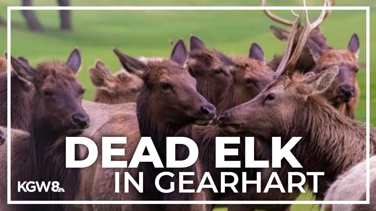 Gearhart residents angry after man was allowed to hunt nearly 80 elk