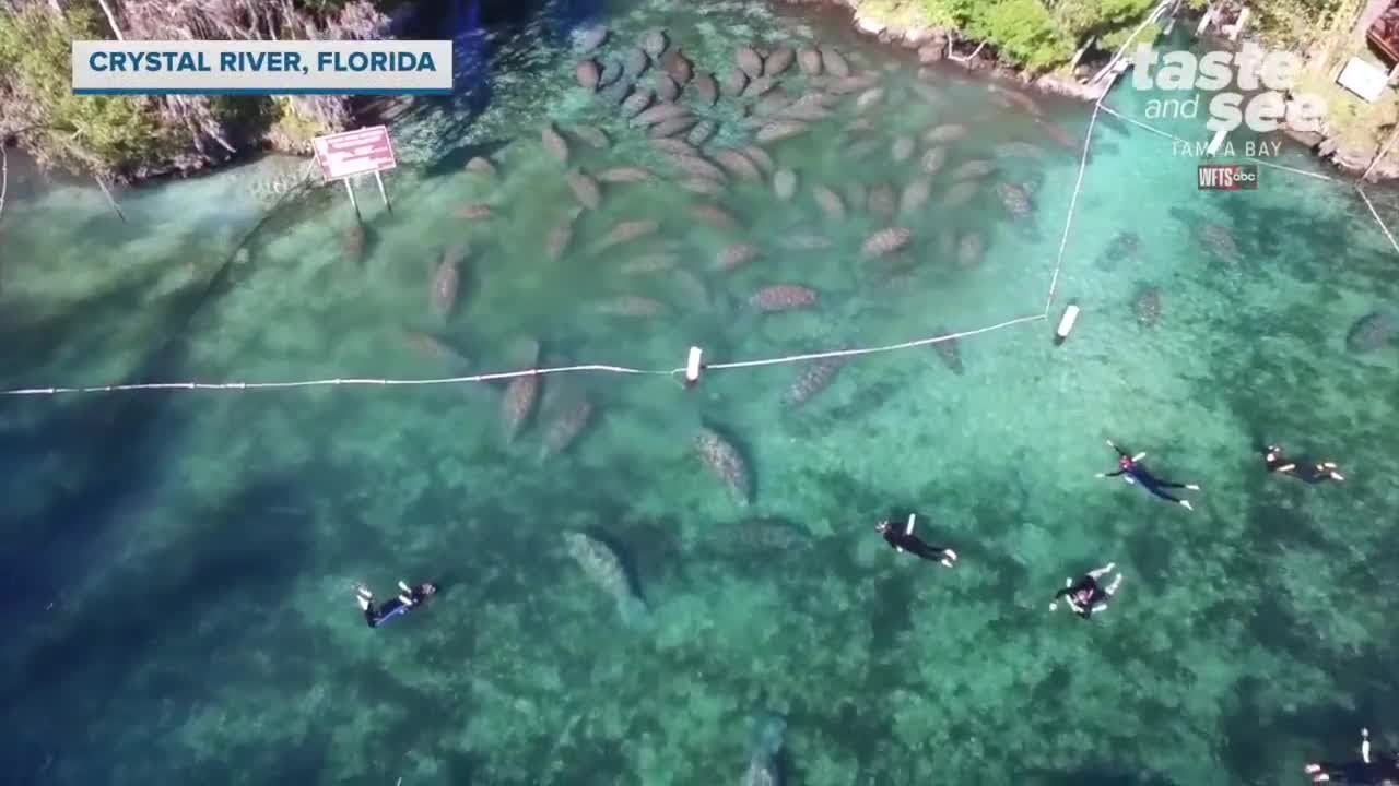 Swimming with manatees on Crystal River | Taste and See Tampa Bay