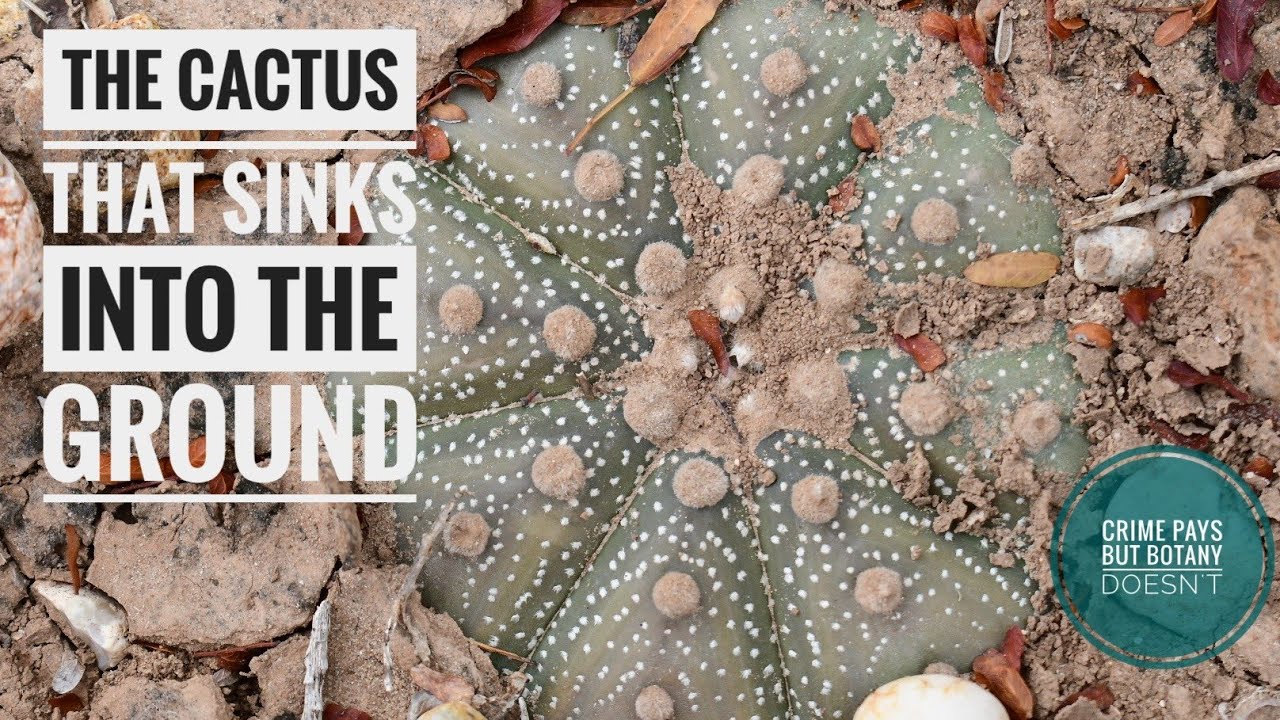 "Slather Me in Mud & Cross-Pollinate me" or "Sink Into The Ground w/ Astrophytum asterias"