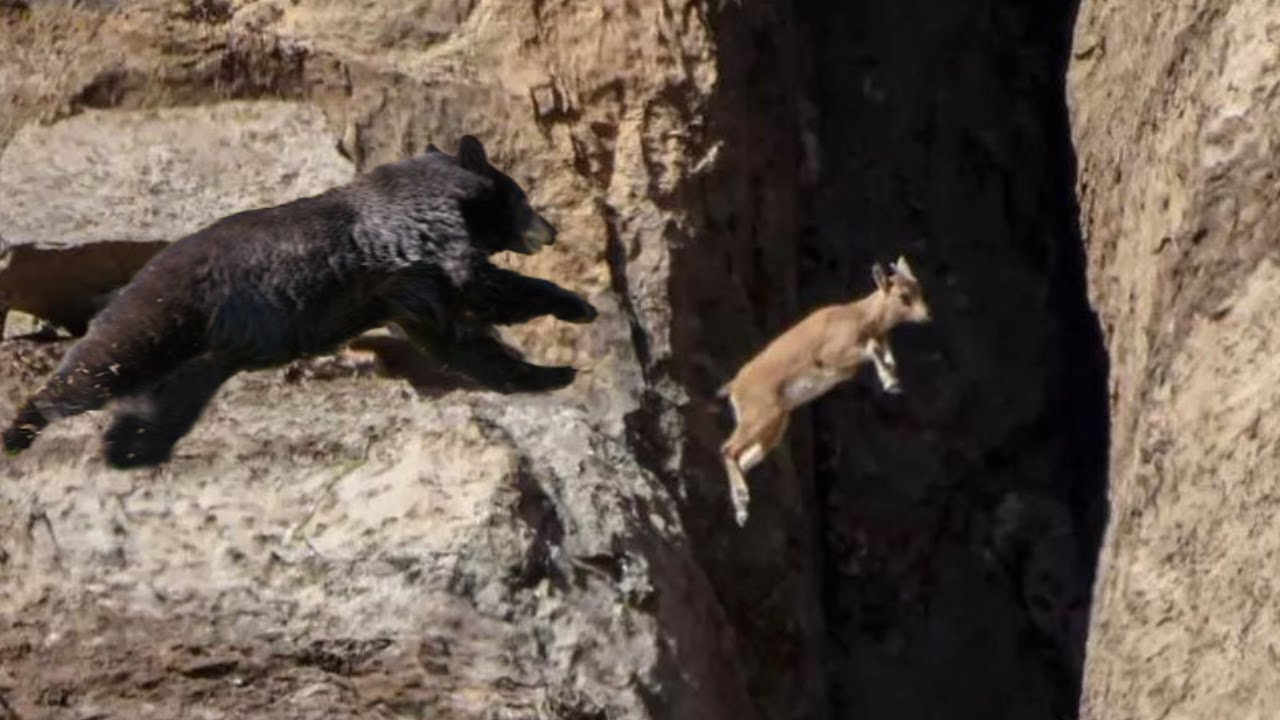 No Predator Can Catch Mountain Goats !!