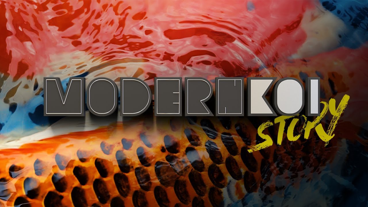 Modern Koi Story 2023 - Alex Koi werden neu sortiert