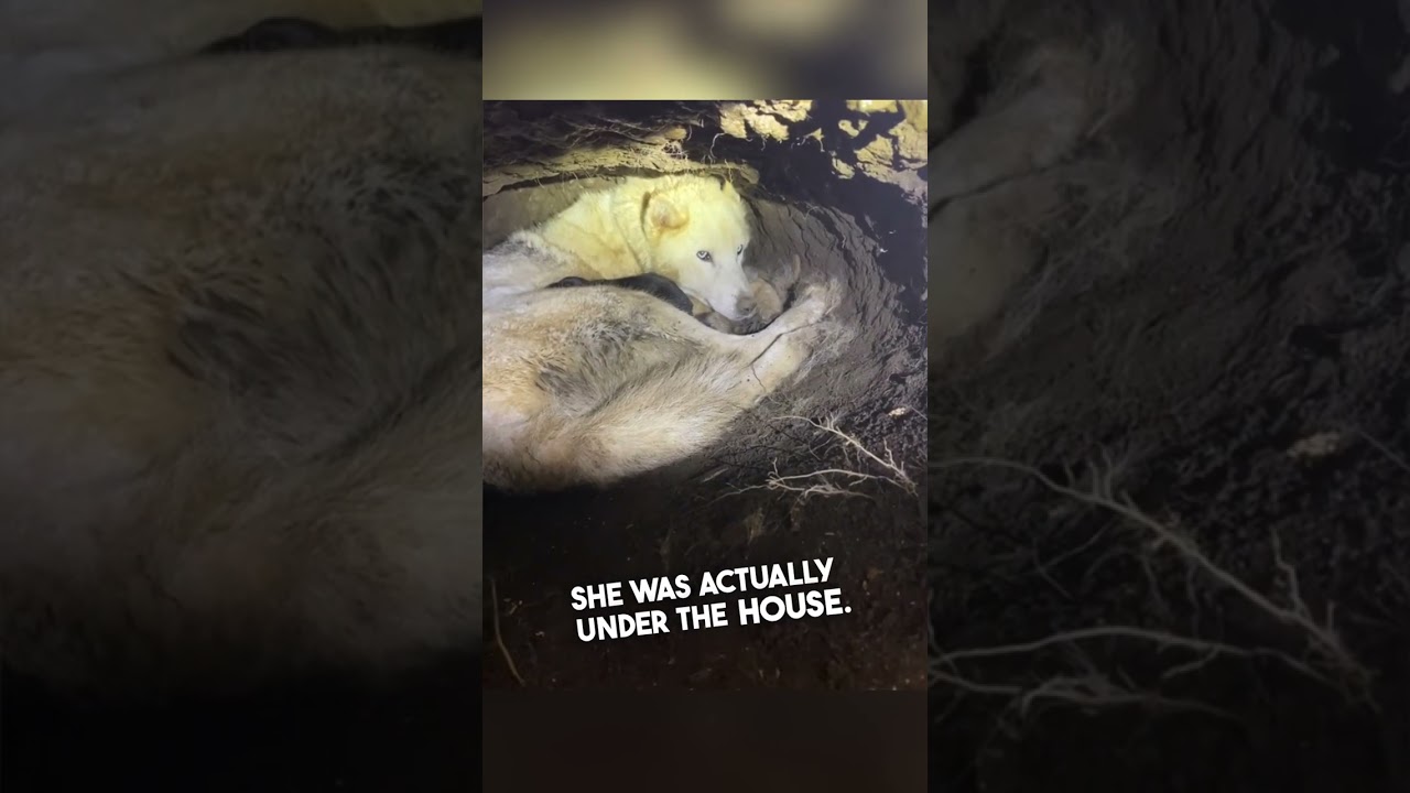 Their dog was hiding under their house 😱