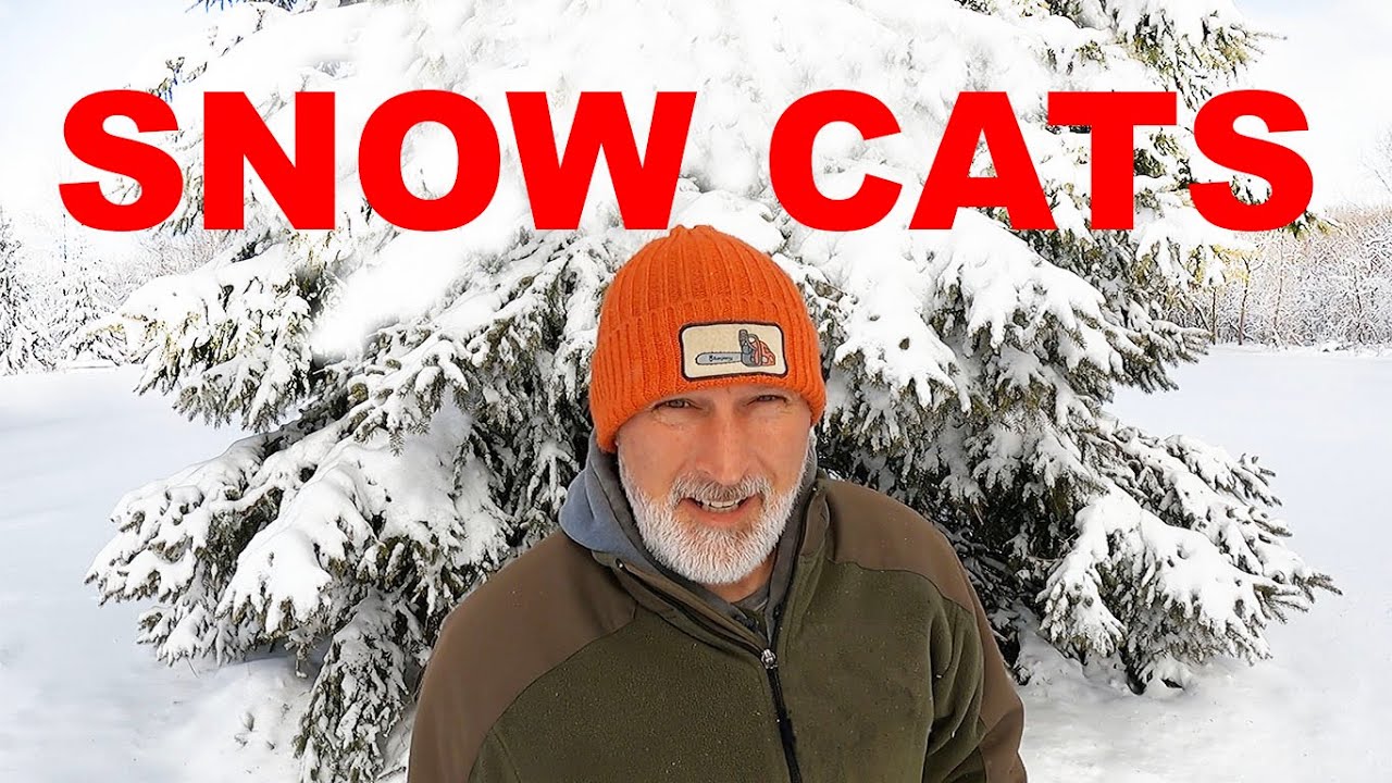 Snow Cats Soy beans!