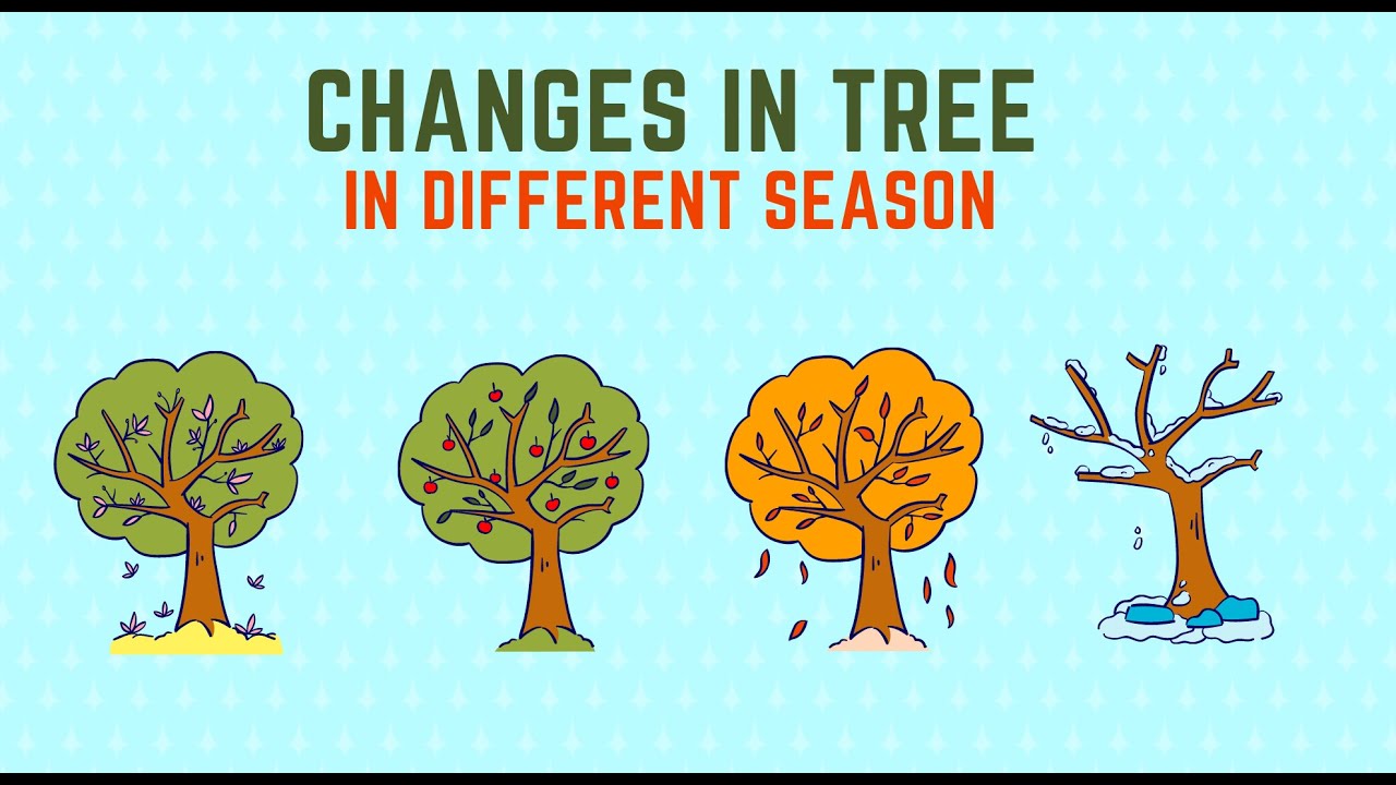 Changes in trees in different seasons | Trees through the seasons | Science