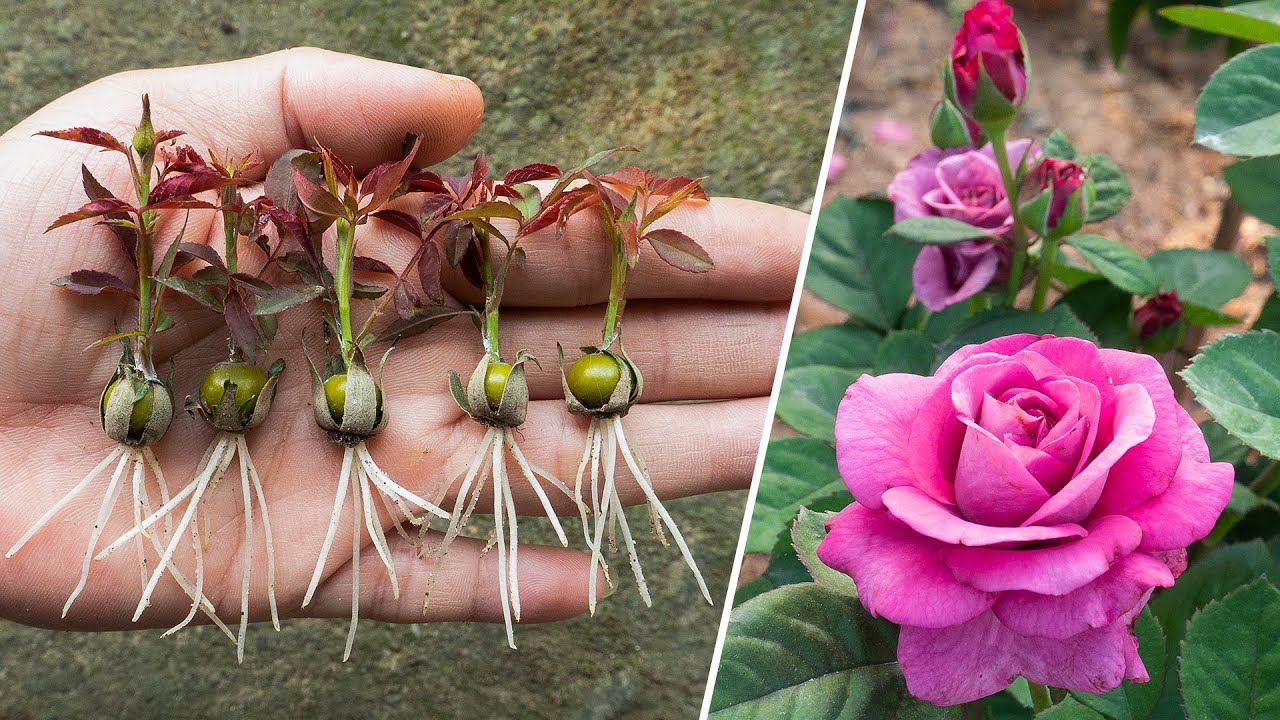 The method of growing red roses from buds the whole world does not know