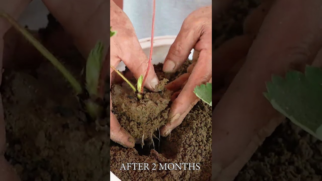 How to Grow Strawberries on Your Balcony - AMAZING RESULTS!