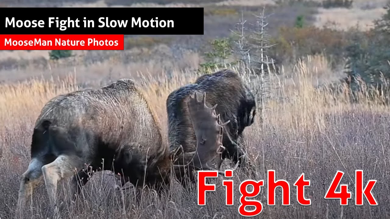 Moose Fight Caught On Tape In Slow Motion